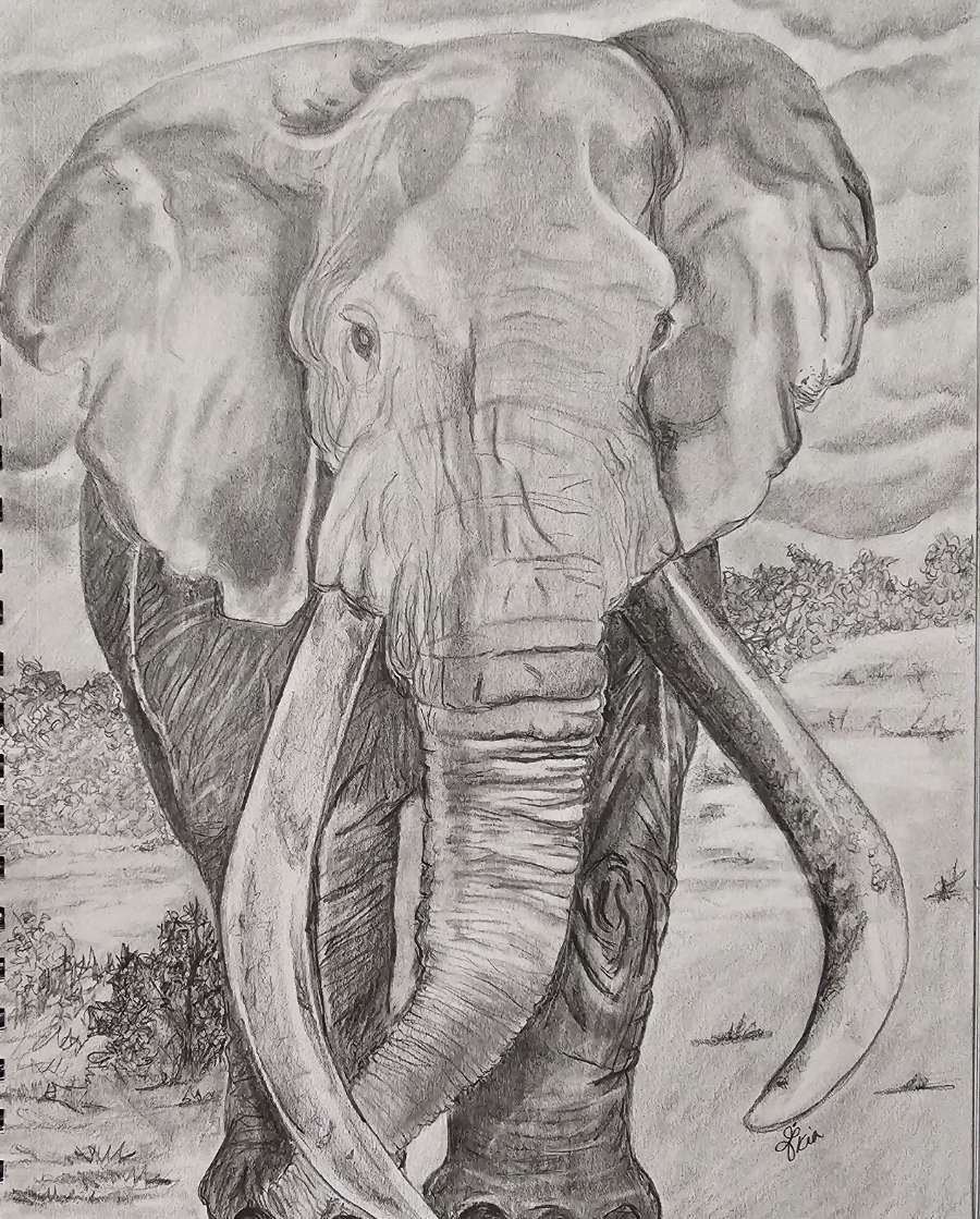 Safari